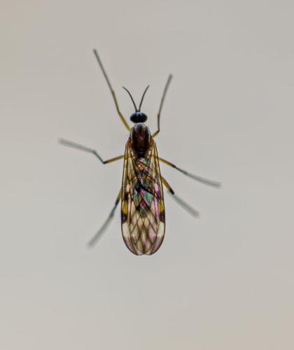 Sylvicola cinctus
